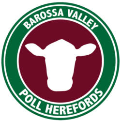 Barossa Valley Poll Herefords